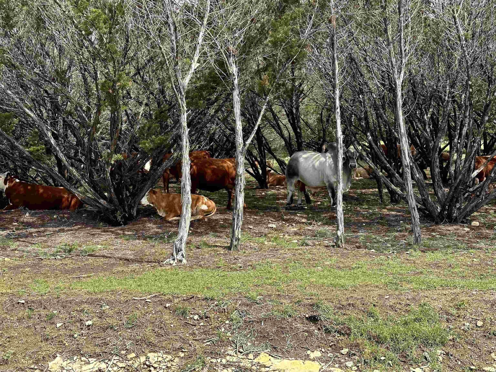 10 acres in Burnet County - photo 12