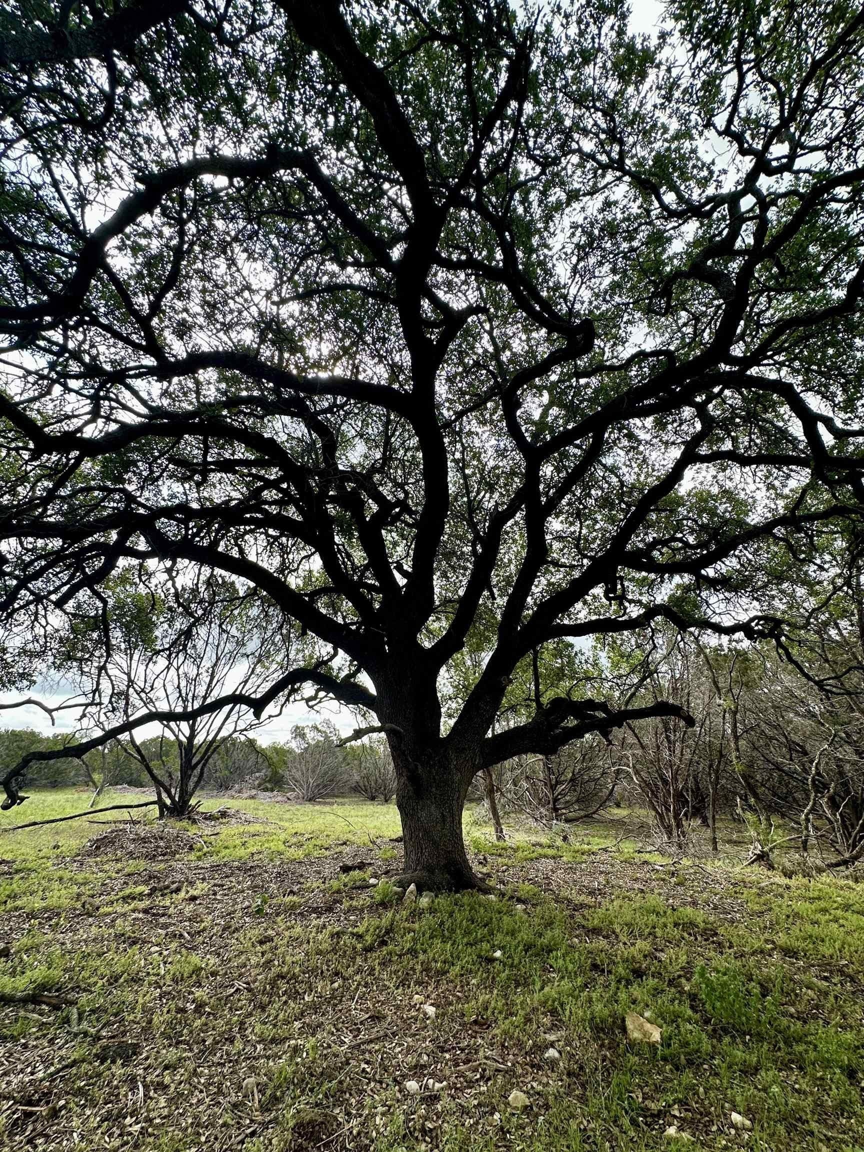 10 acres in Burnet County - photo 17