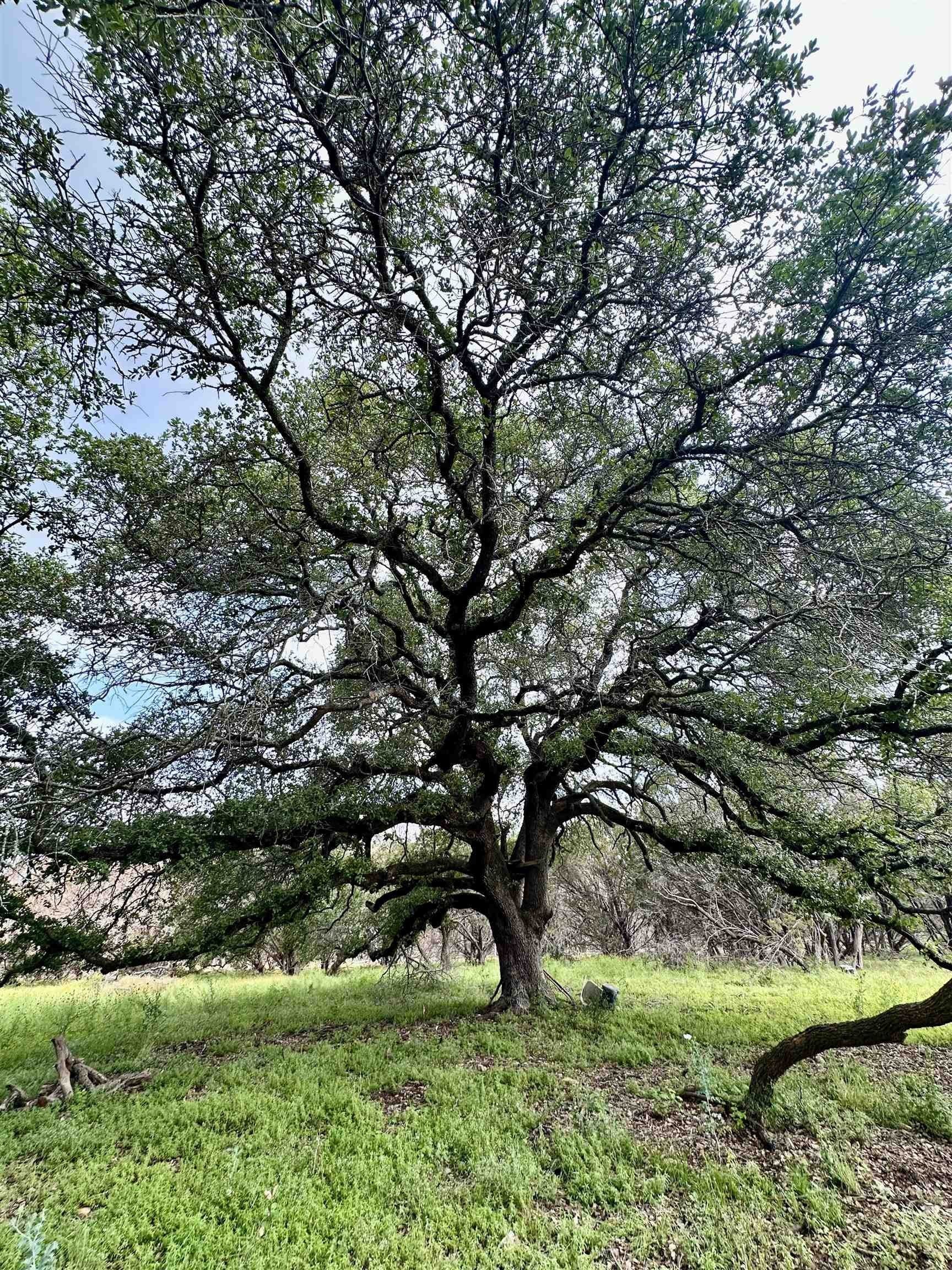 10 acres in Burnet County - photo 15