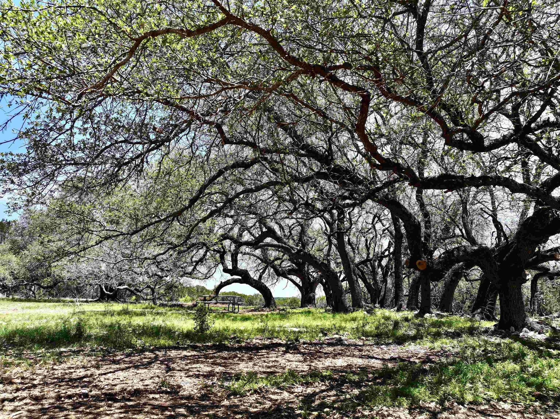 10 acres in Burnet County - photo 8
