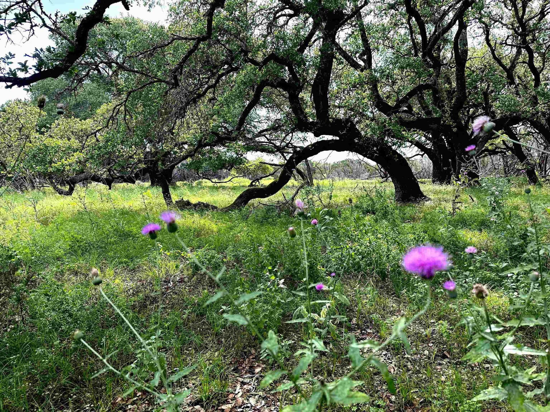 10 acres in Burnet County - photo 19