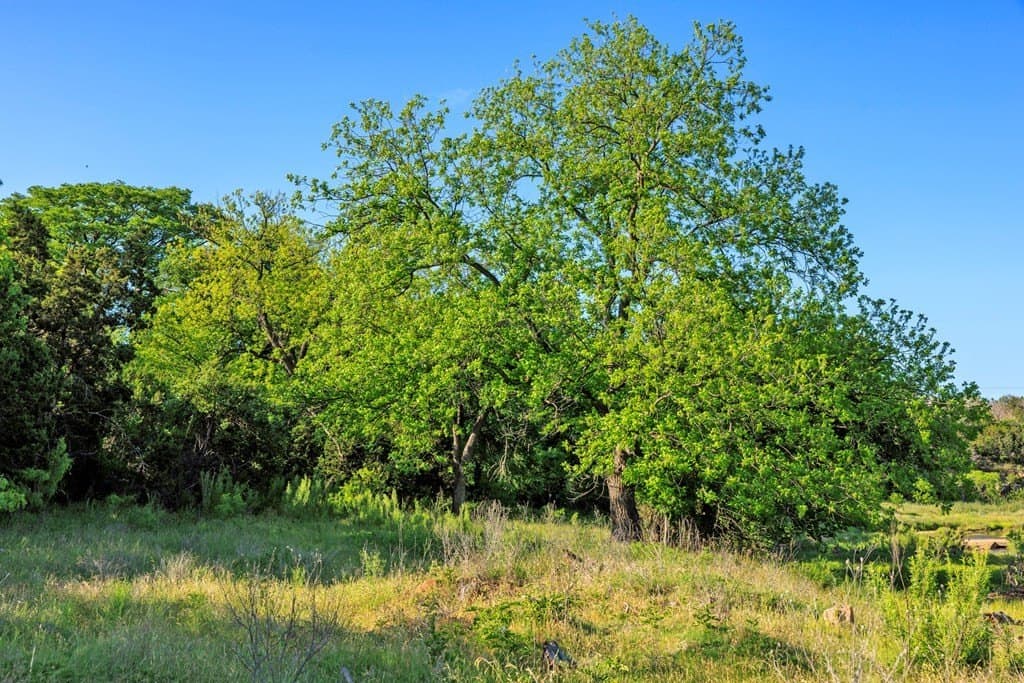 90 acres in Gillespie County - photo 11