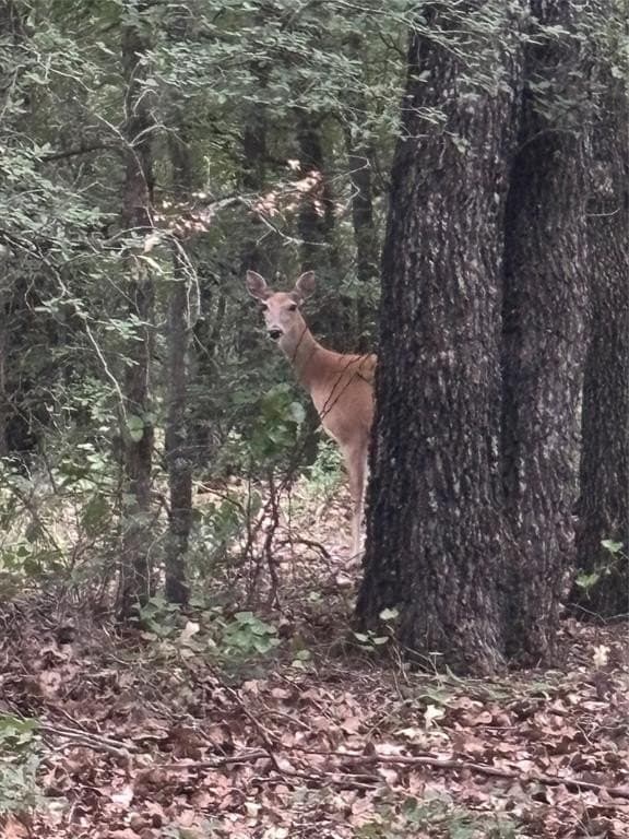 20.72 acres in Comanche County gallery image 3