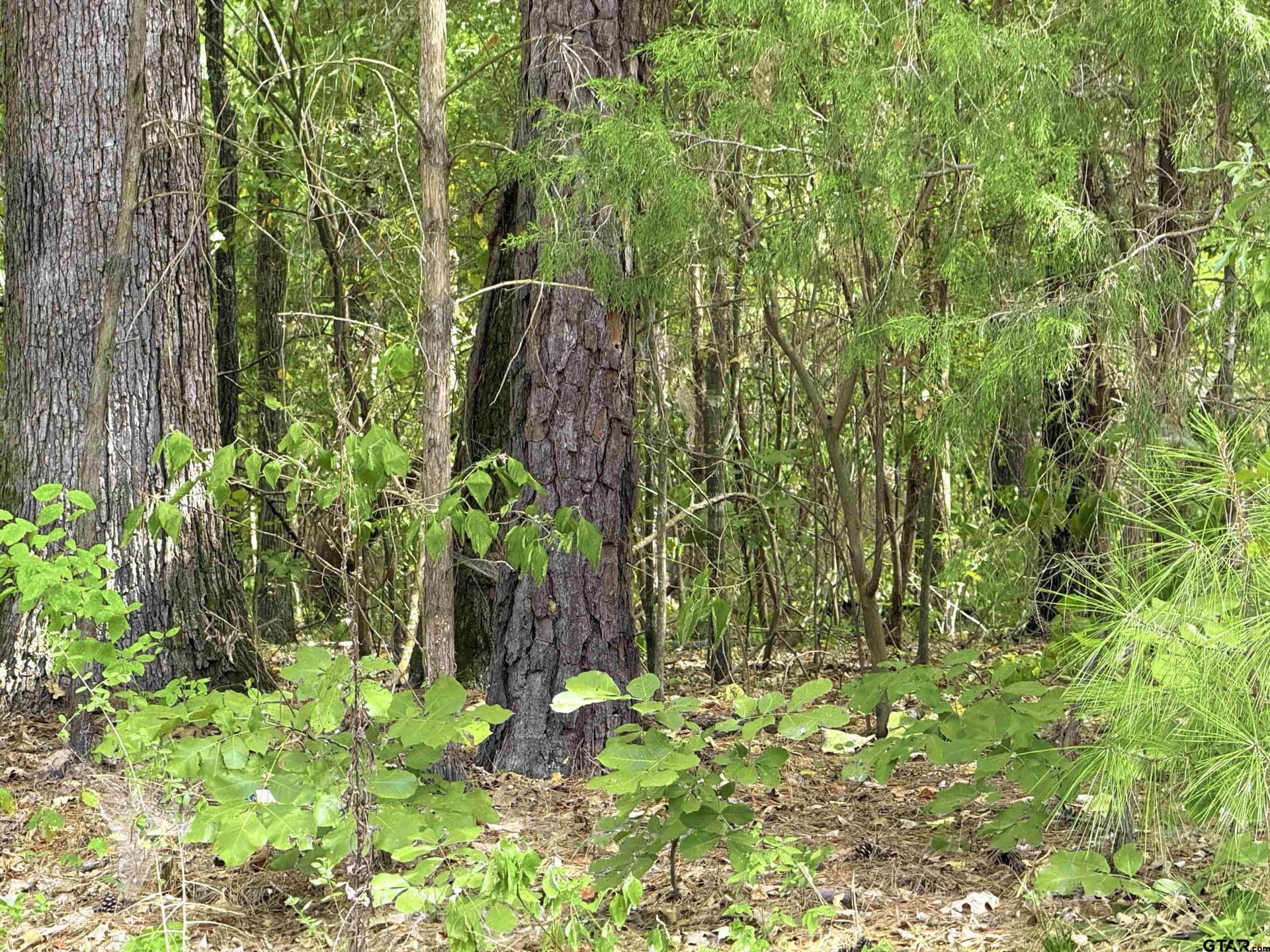 0.31 acres in Cherokee County - photo 2