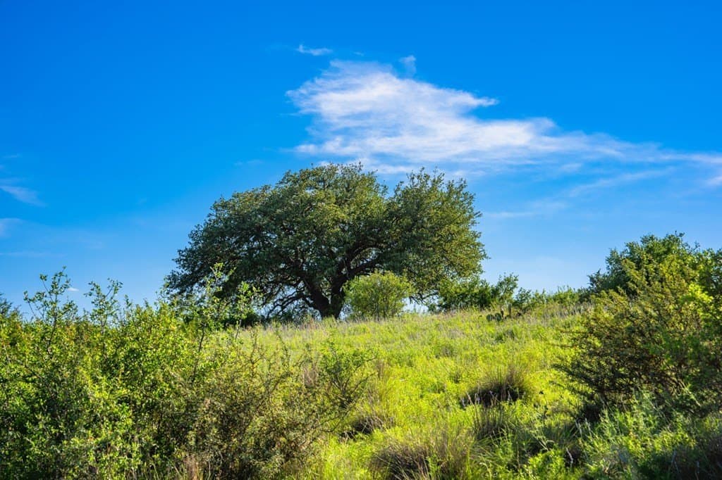 312.01 acres in Gillespie County - photo 26