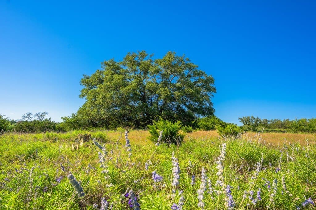 312.01 acres in Gillespie County - photo 16