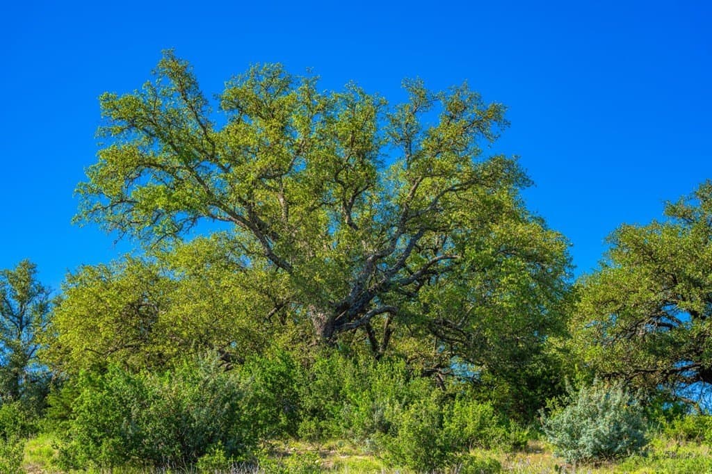 312.01 acres in Gillespie County - photo 25