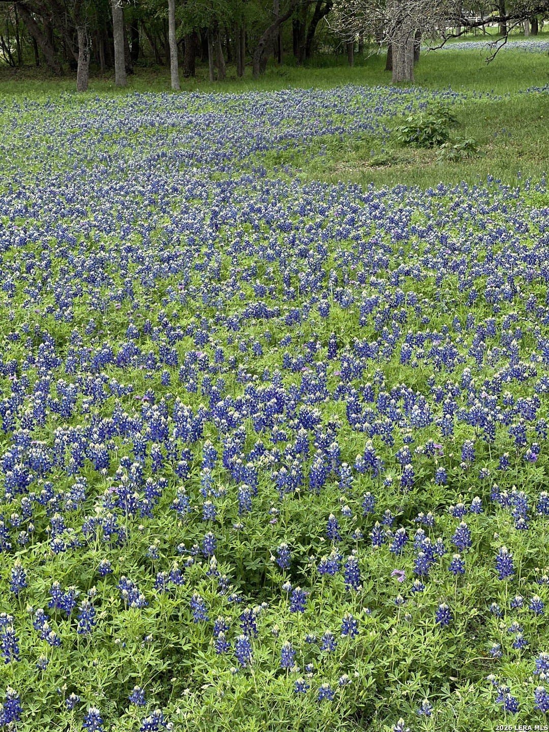 14.01 acres in Comal County - photo 39