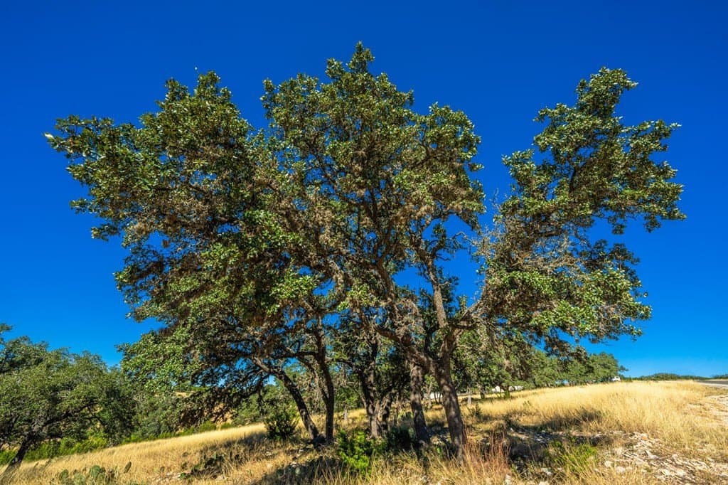 5.18 acres in Gillespie County - photo 9