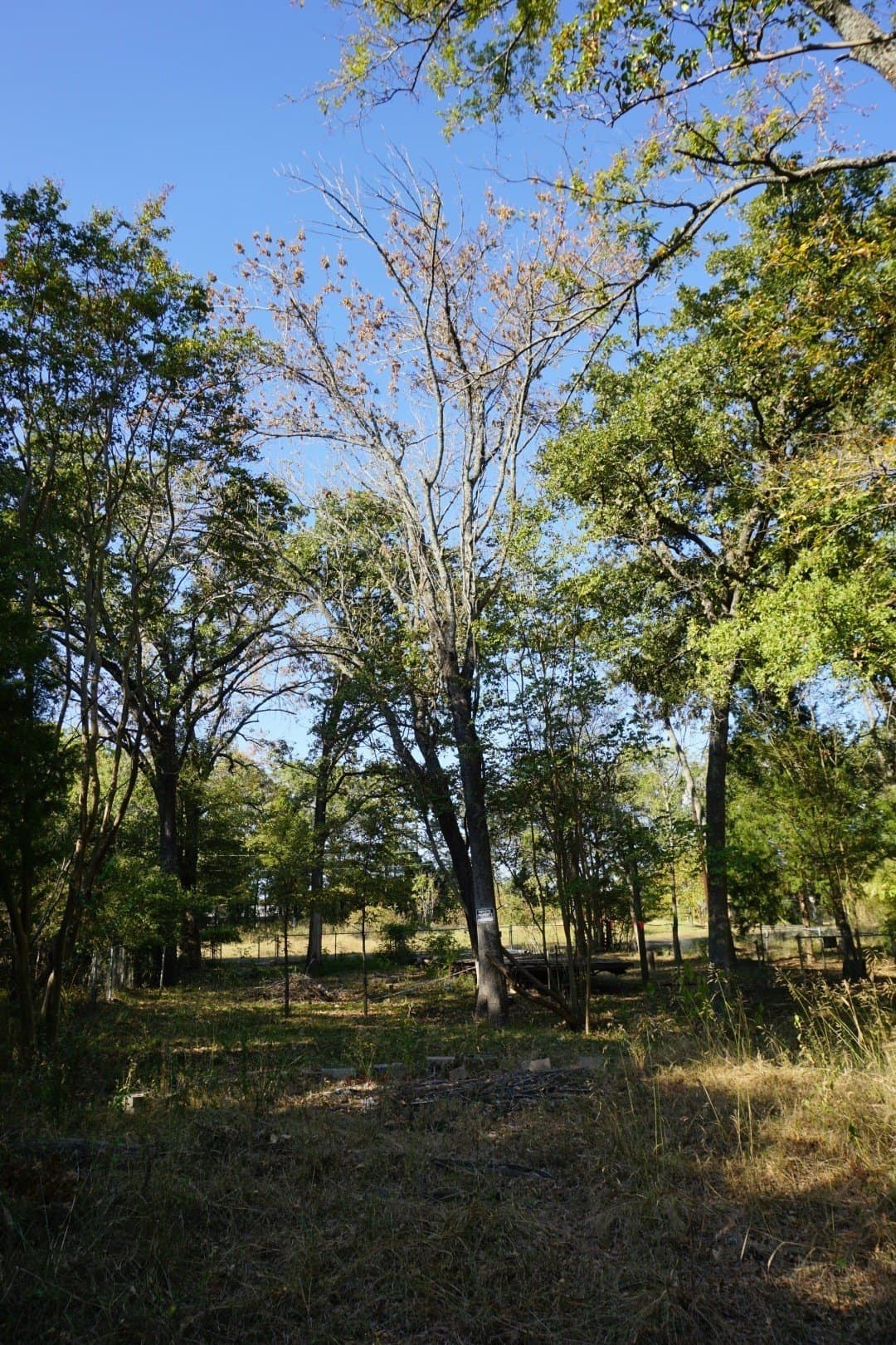0.25 acres in Henderson County - photo 11