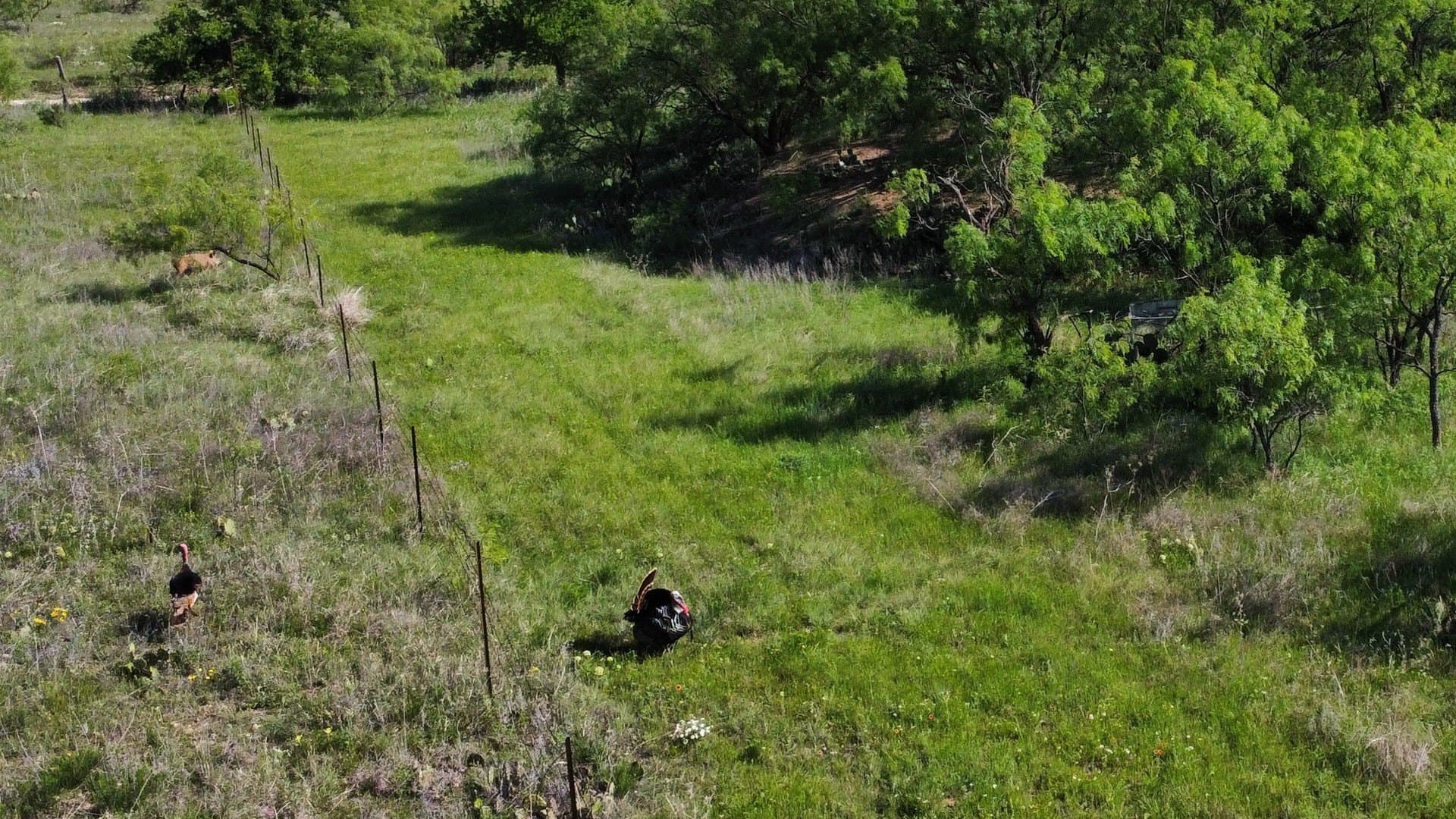 310.19 acres in Coleman County gallery image 3