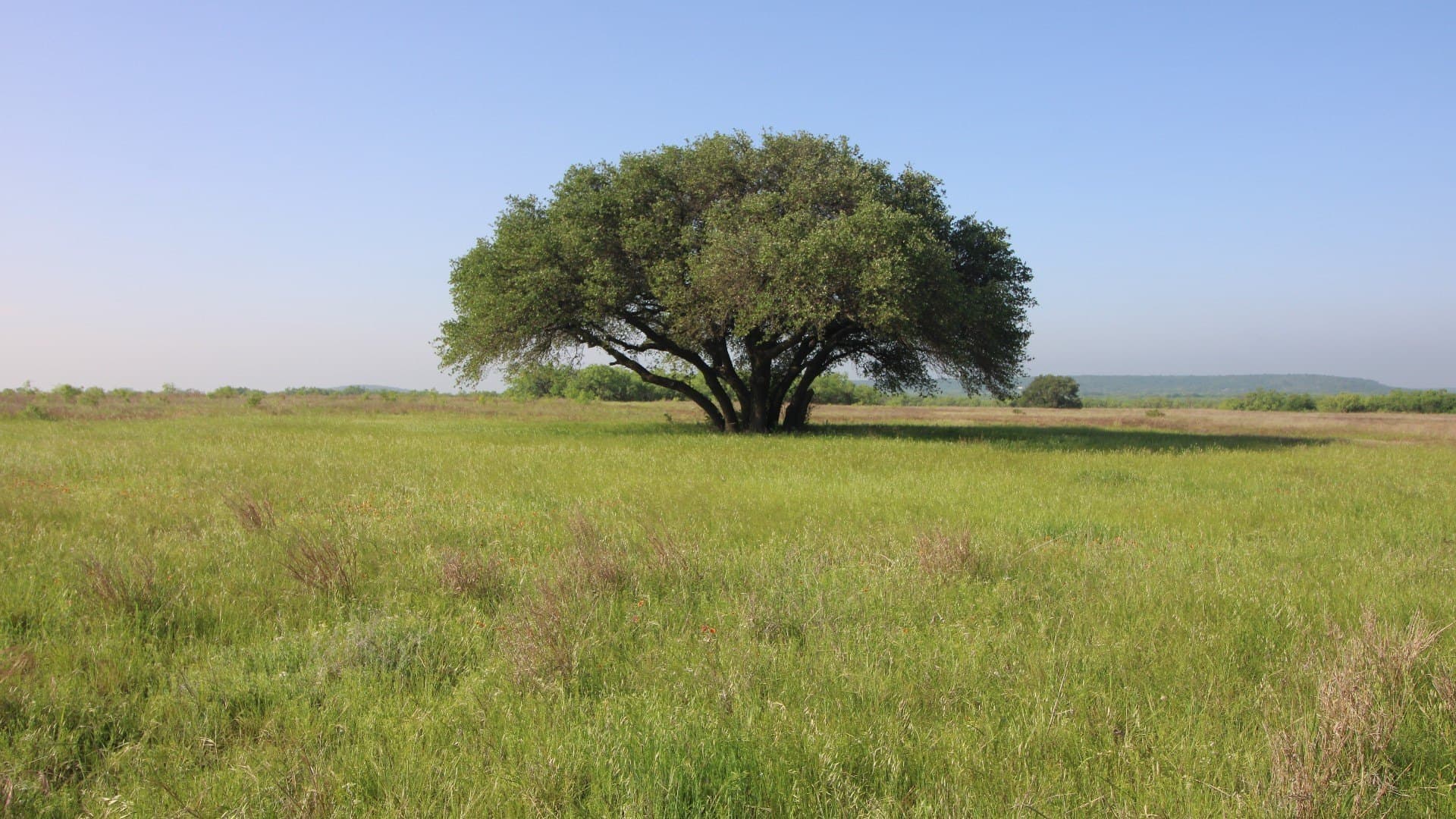 310.19 acres in Coleman County - photo 24