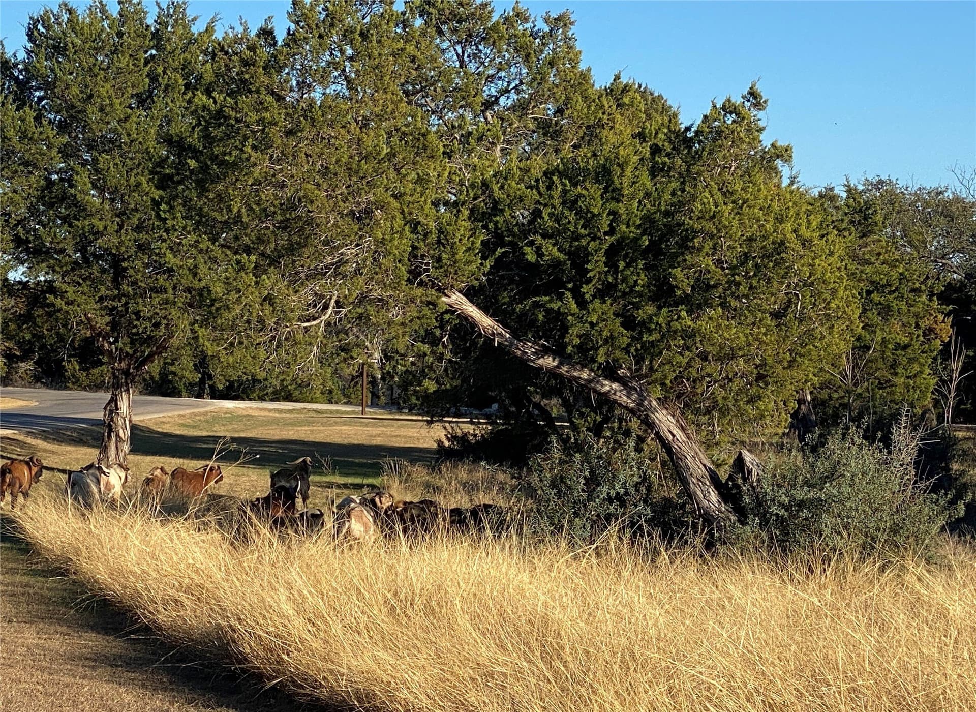 1 acres in Palo Pinto County - photo 35