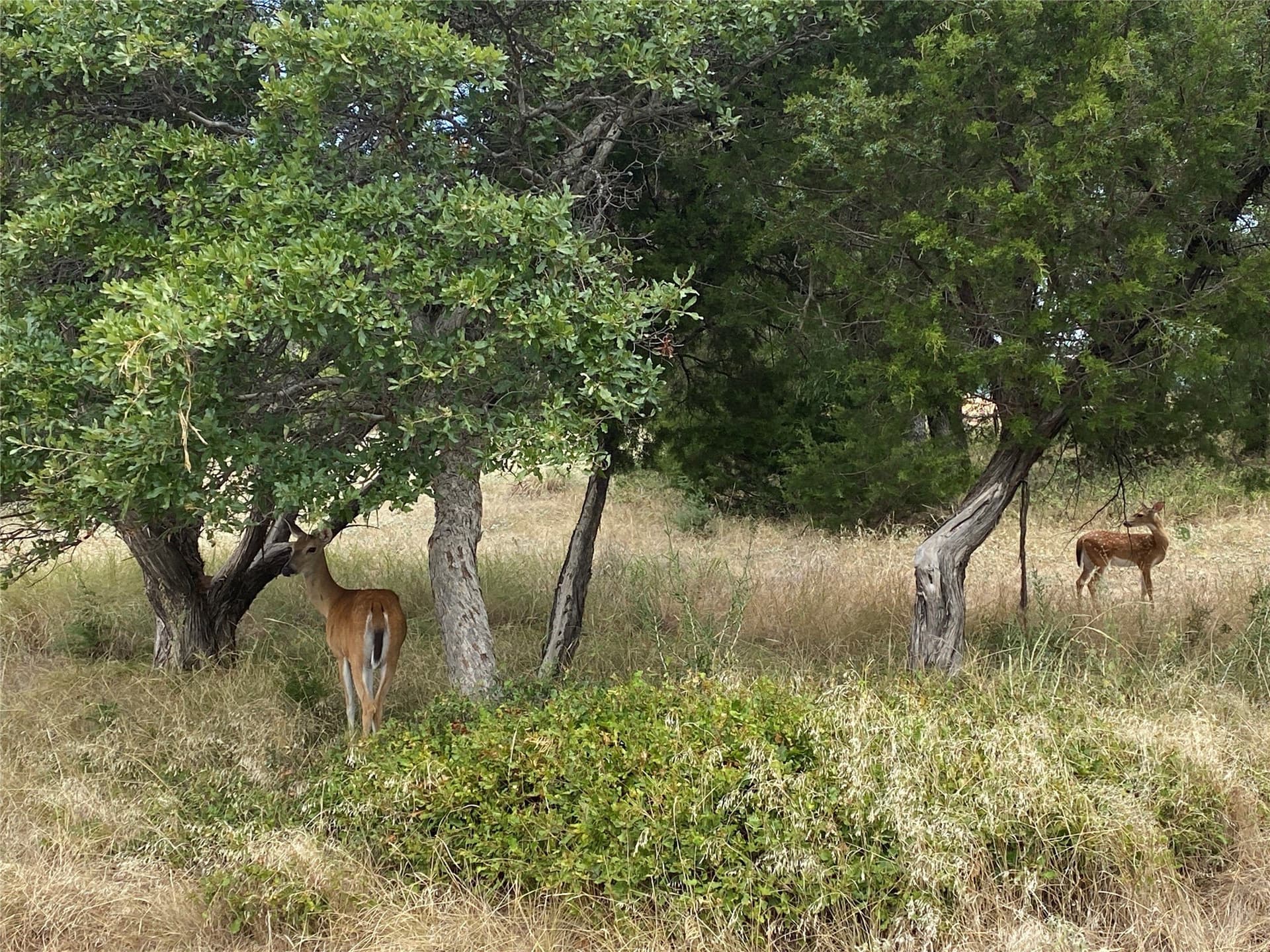 1 acres in Palo Pinto County - photo 33