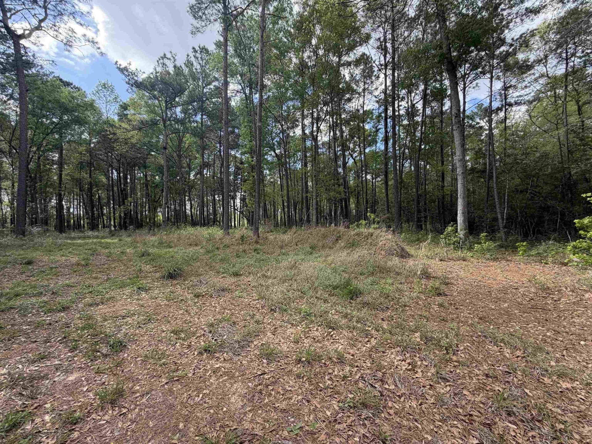 2 acres in Texas County gallery image 3