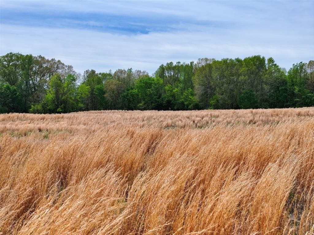 94 acres in Bowie County gallery image 3