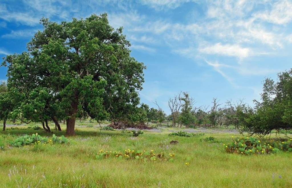 26.01 acres in Gillespie County - photo 2
