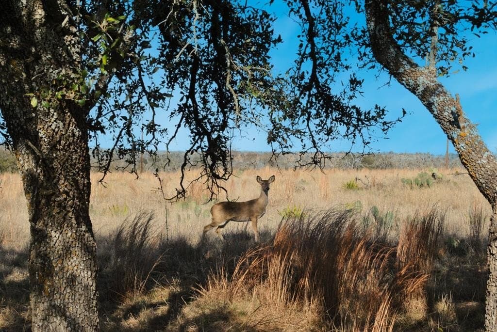 26.01 acres in Gillespie County - photo 9