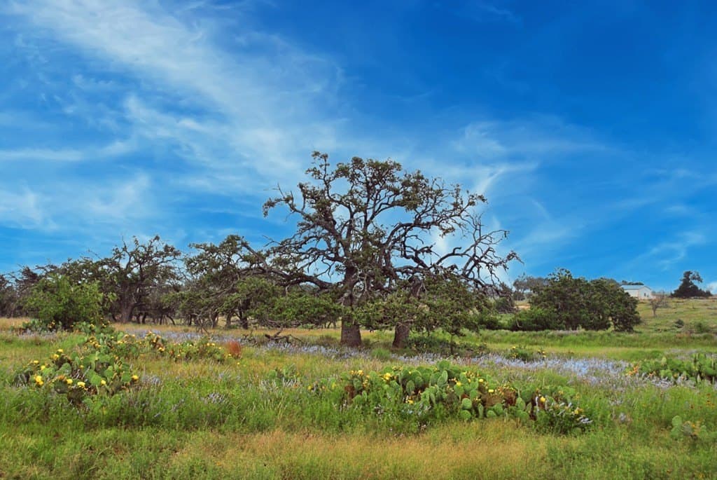 26.01 acres in Gillespie County - photo 3