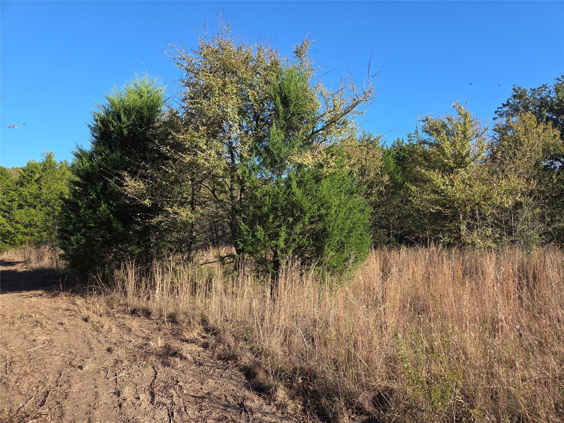 0.55 acres in Navarro County - photo 12