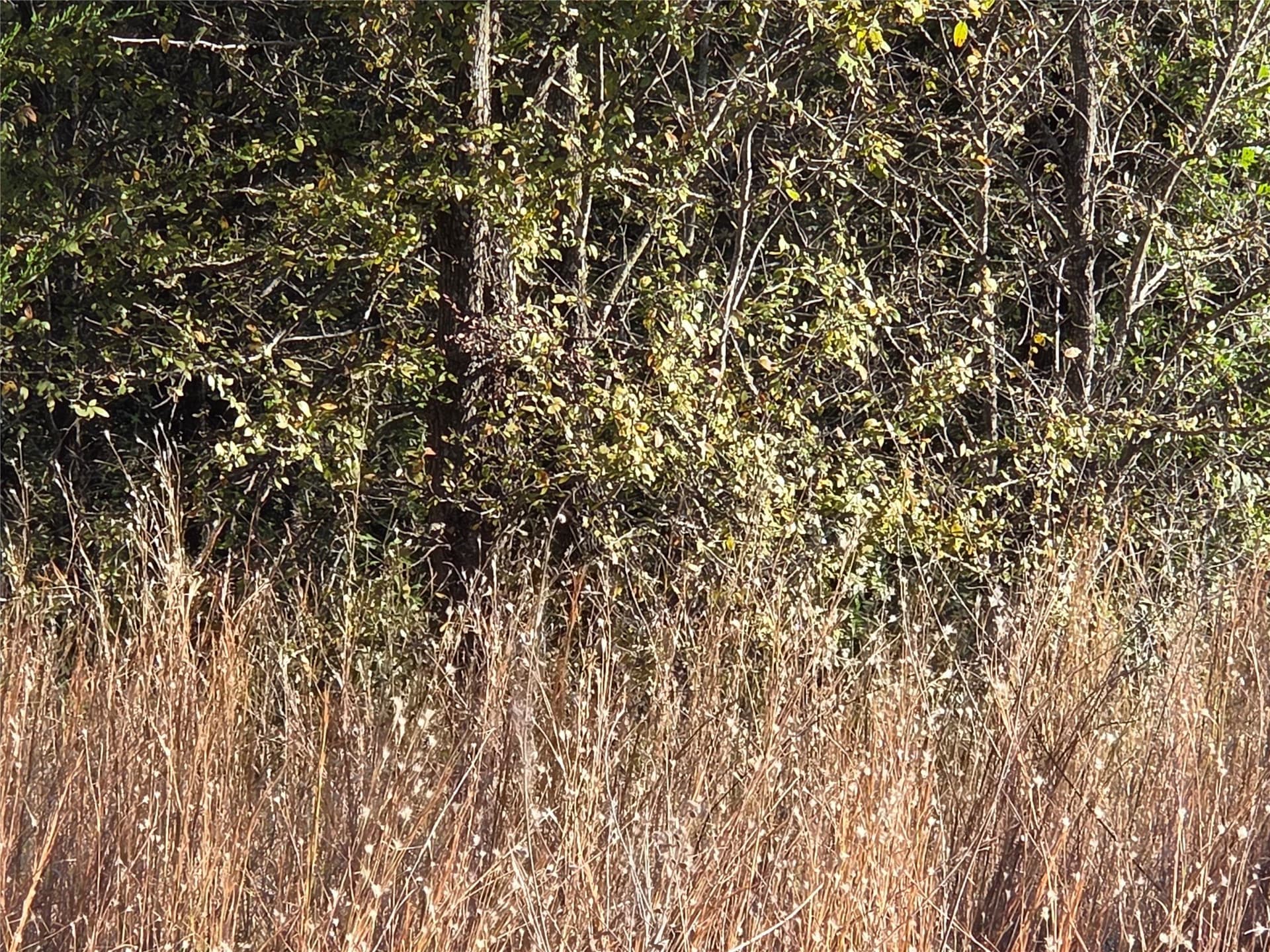 0.55 acres in Navarro County - photo 19