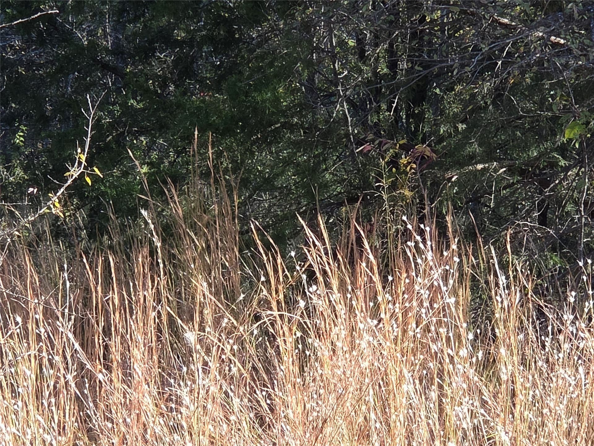 0.55 acres in Navarro County - photo 17