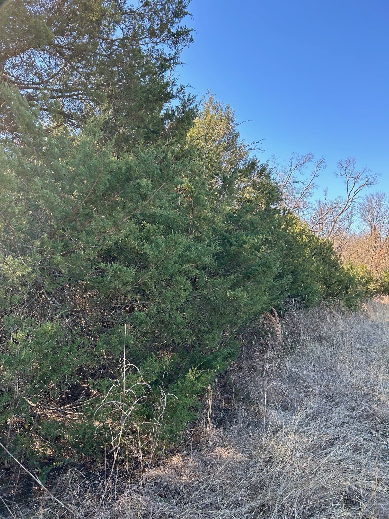 20.96 acres in Grayson County - photo 7
