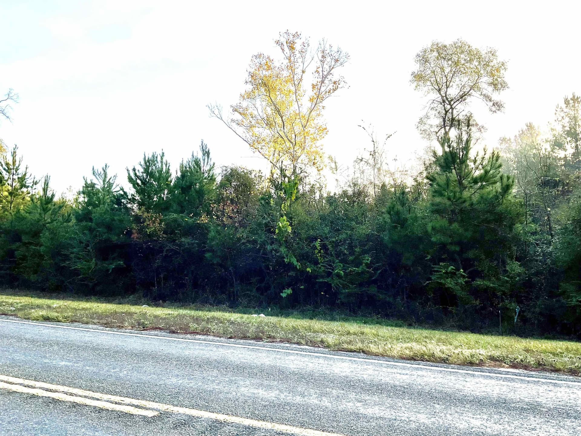 2.03 acres in Tyler County gallery image 2