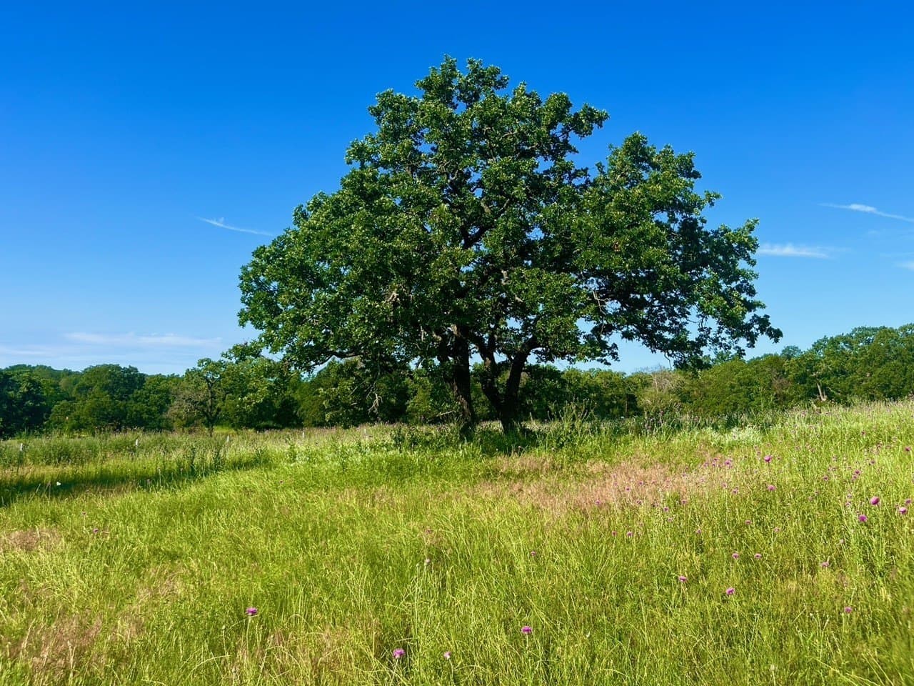 4.3 acres in Parker County - photo 5