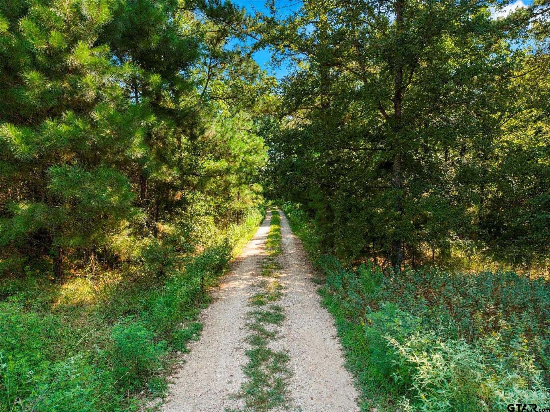 41 acres in Camp County - photo 6