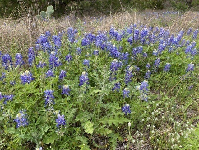 4.94 acres in Blanco County gallery image 3