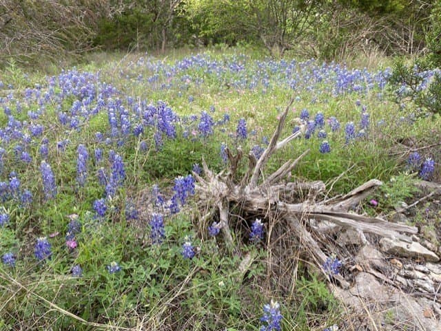 4.94 acres in Blanco County gallery image 4
