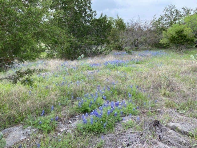 4.94 acres in Blanco County gallery image 2