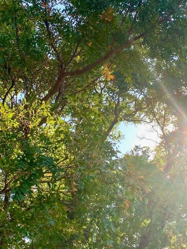 108 acres in Mitchell County gallery image 3