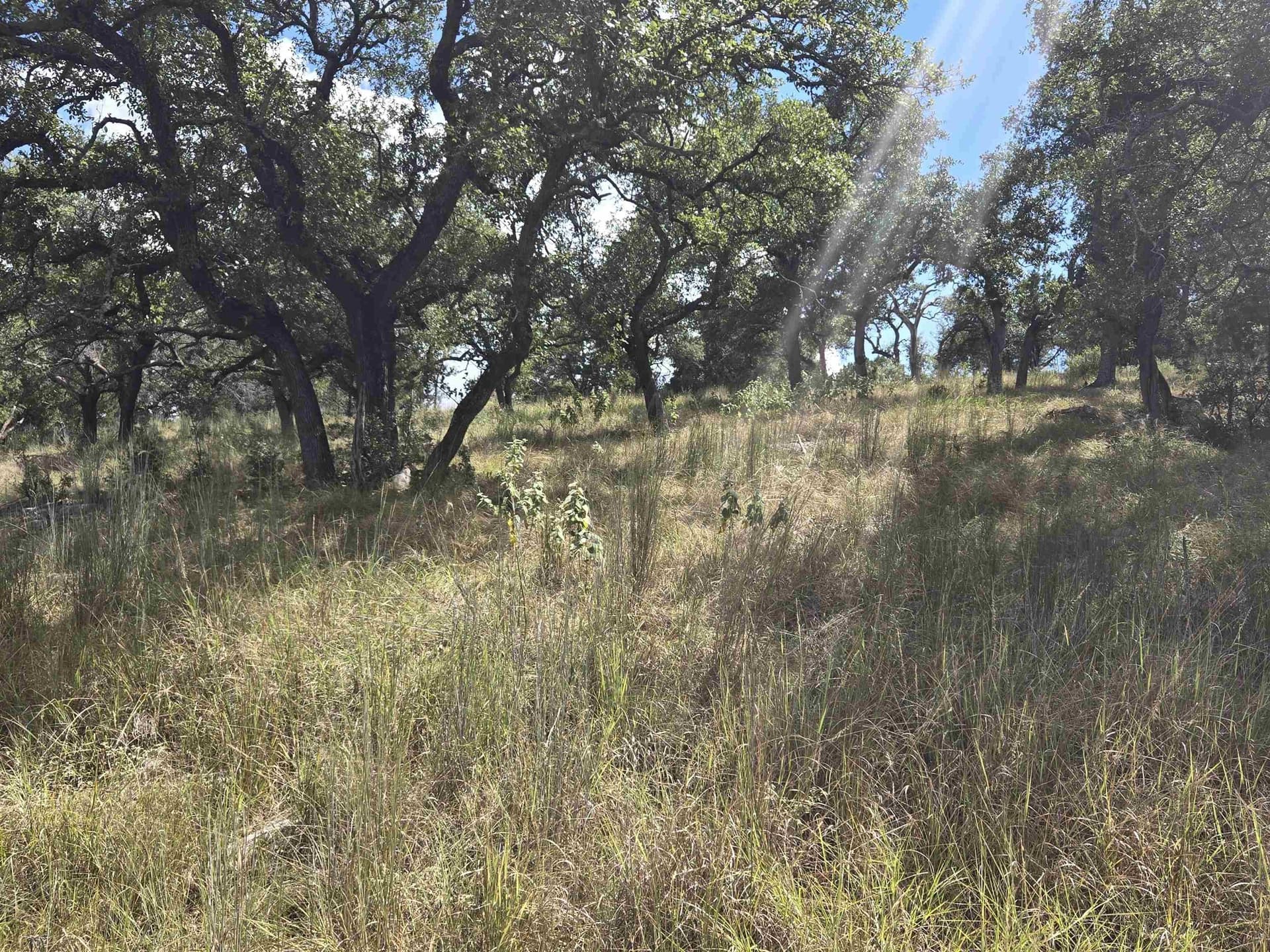 0.75 acres in Burnet County - photo 6