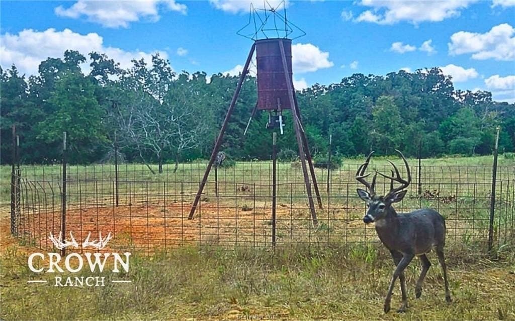 1,057 acres in Burleson County gallery image 3