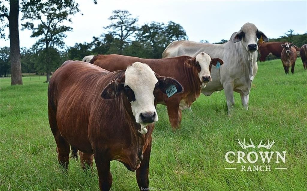 1,057 acres in Burleson County - photo 17