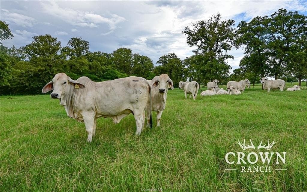 1,057 acres in Burleson County - photo 19
