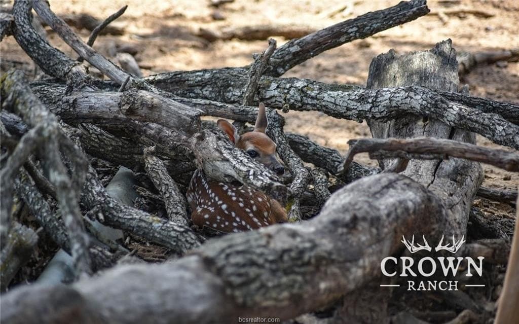 1,057 acres in Burleson County - photo 21