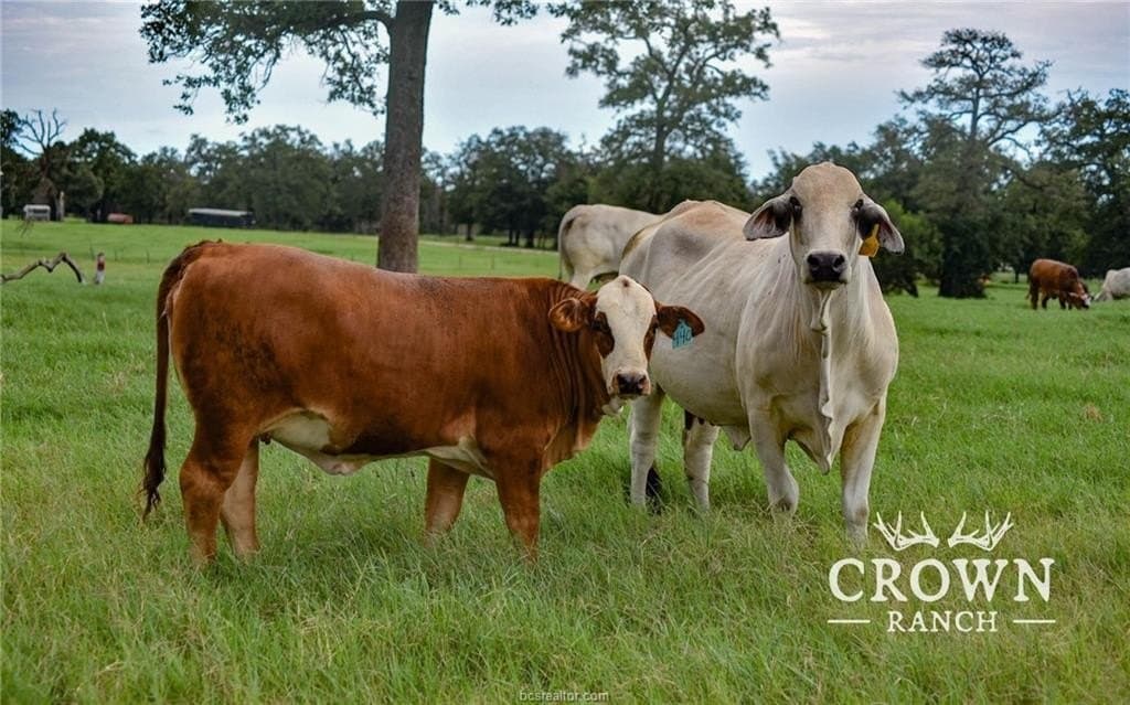 1,057 acres in Burleson County - photo 16