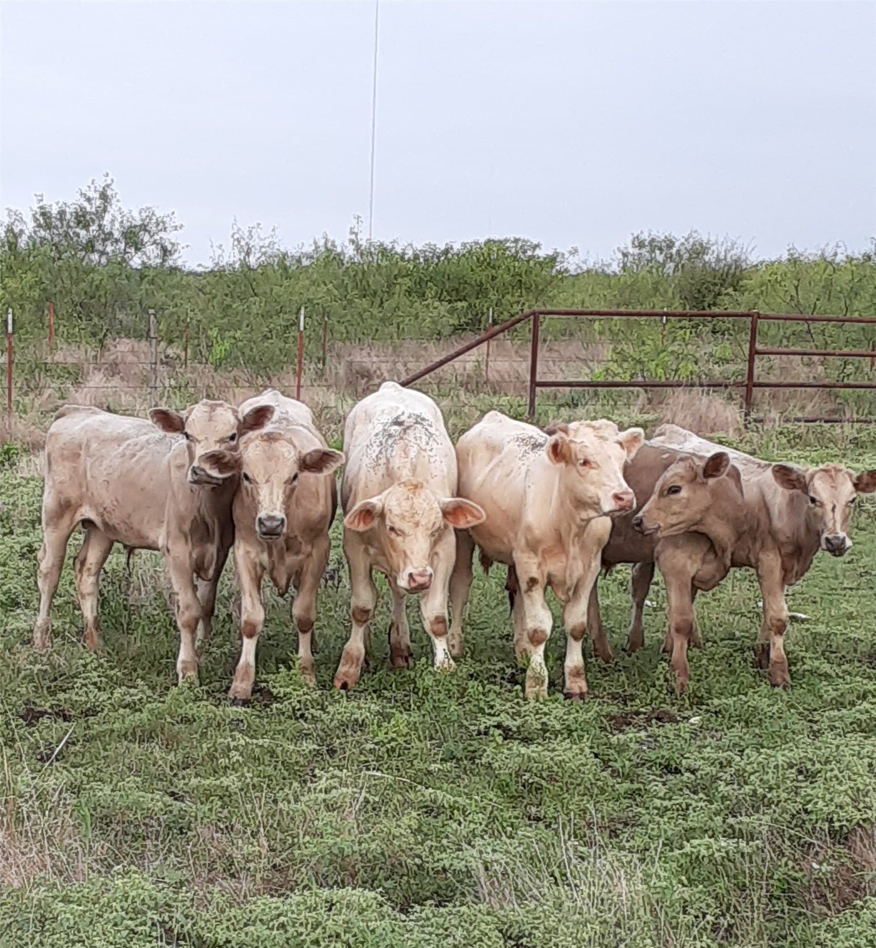 70 acres in McLennan County - photo 34