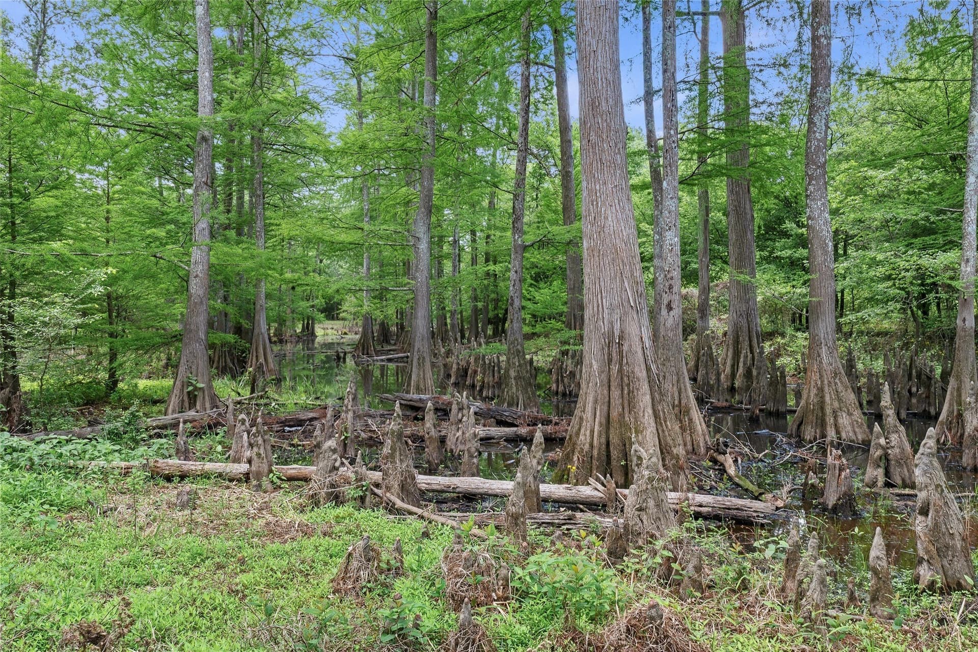 702.52 acres in Panola County - photo 11