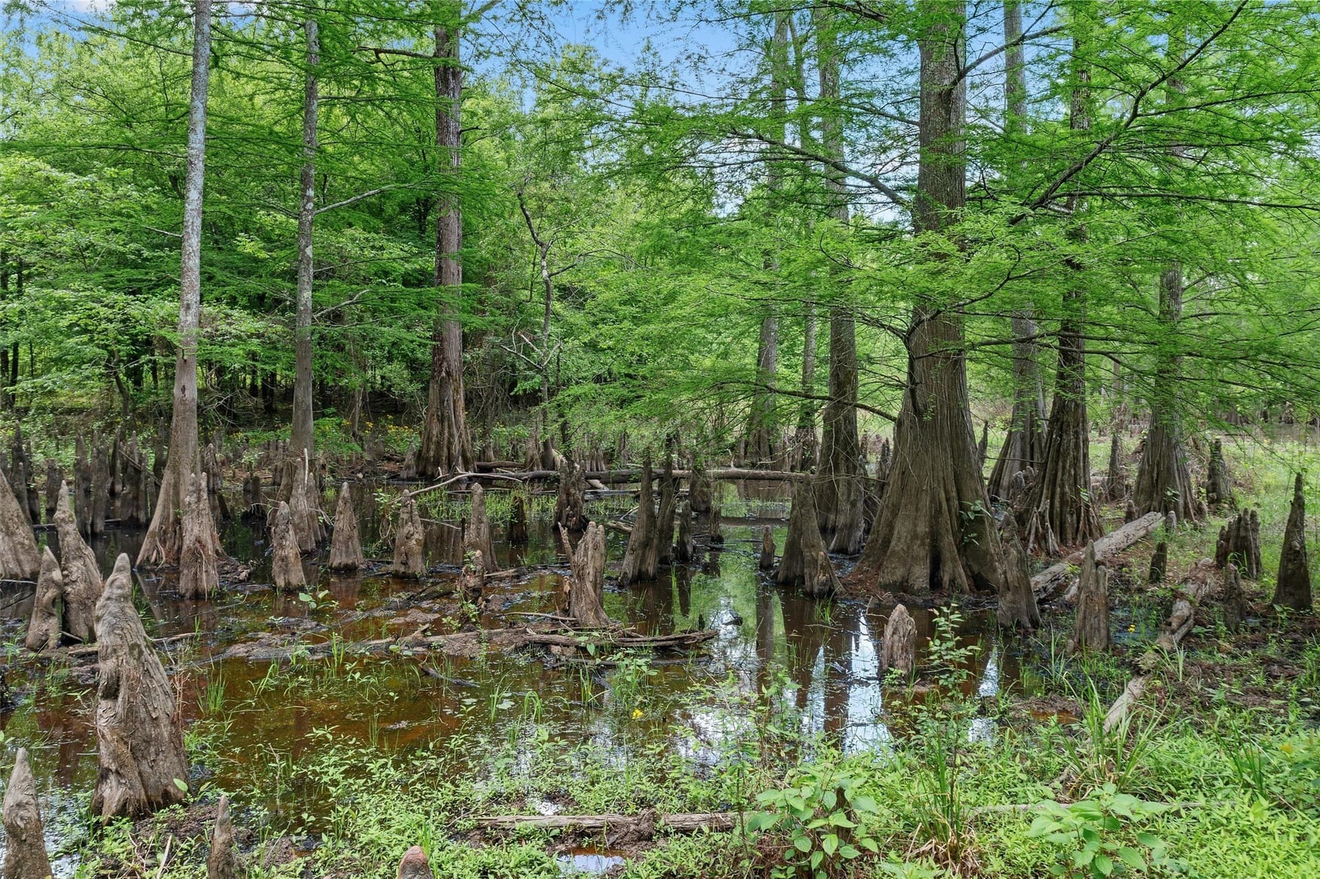 702.52 acres in Panola County - photo 13