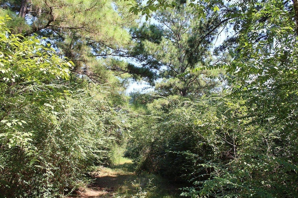 0.29 acres in Waller County - photo 6
