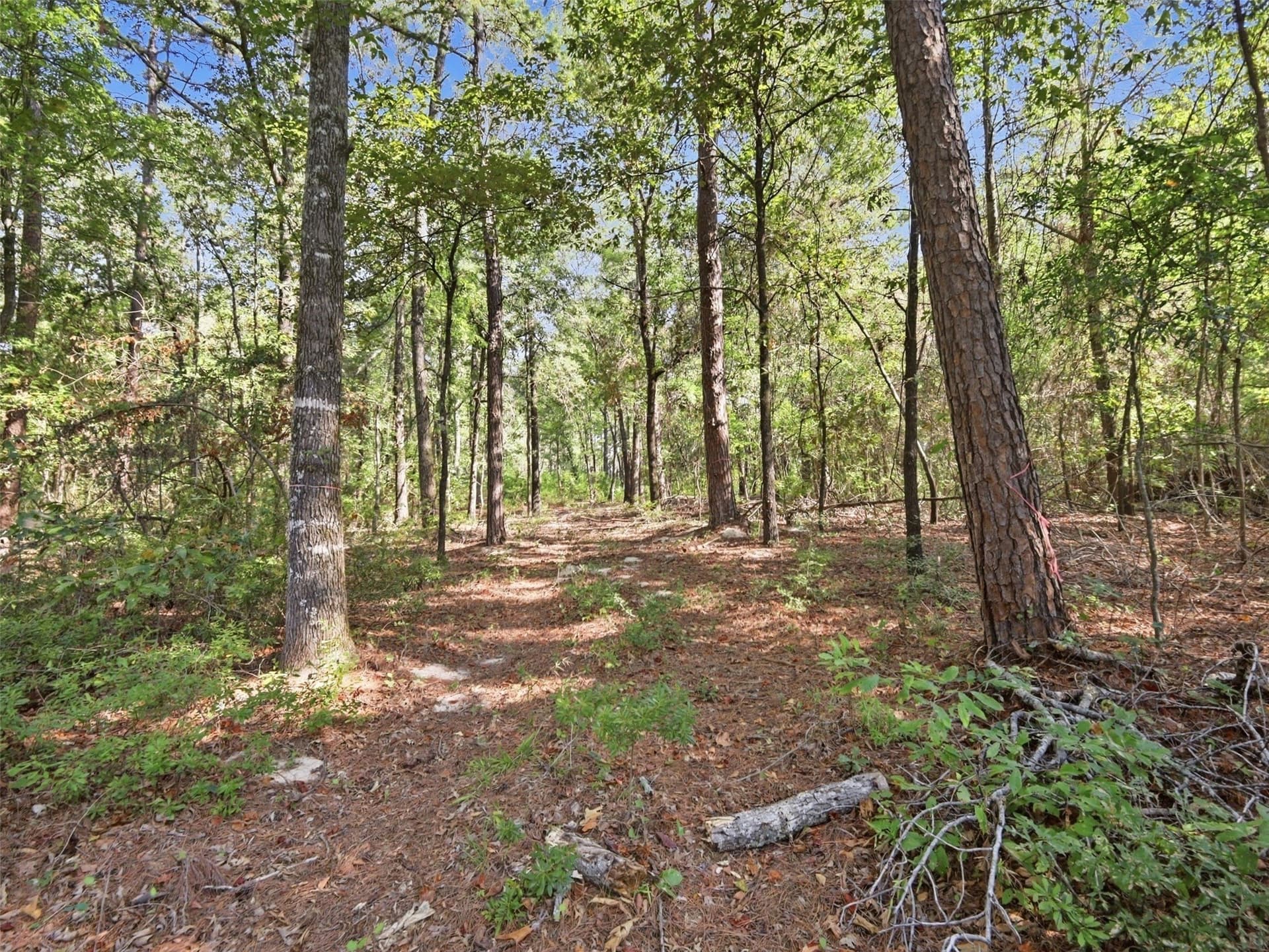 11.78 acres in Wood County - photo 12