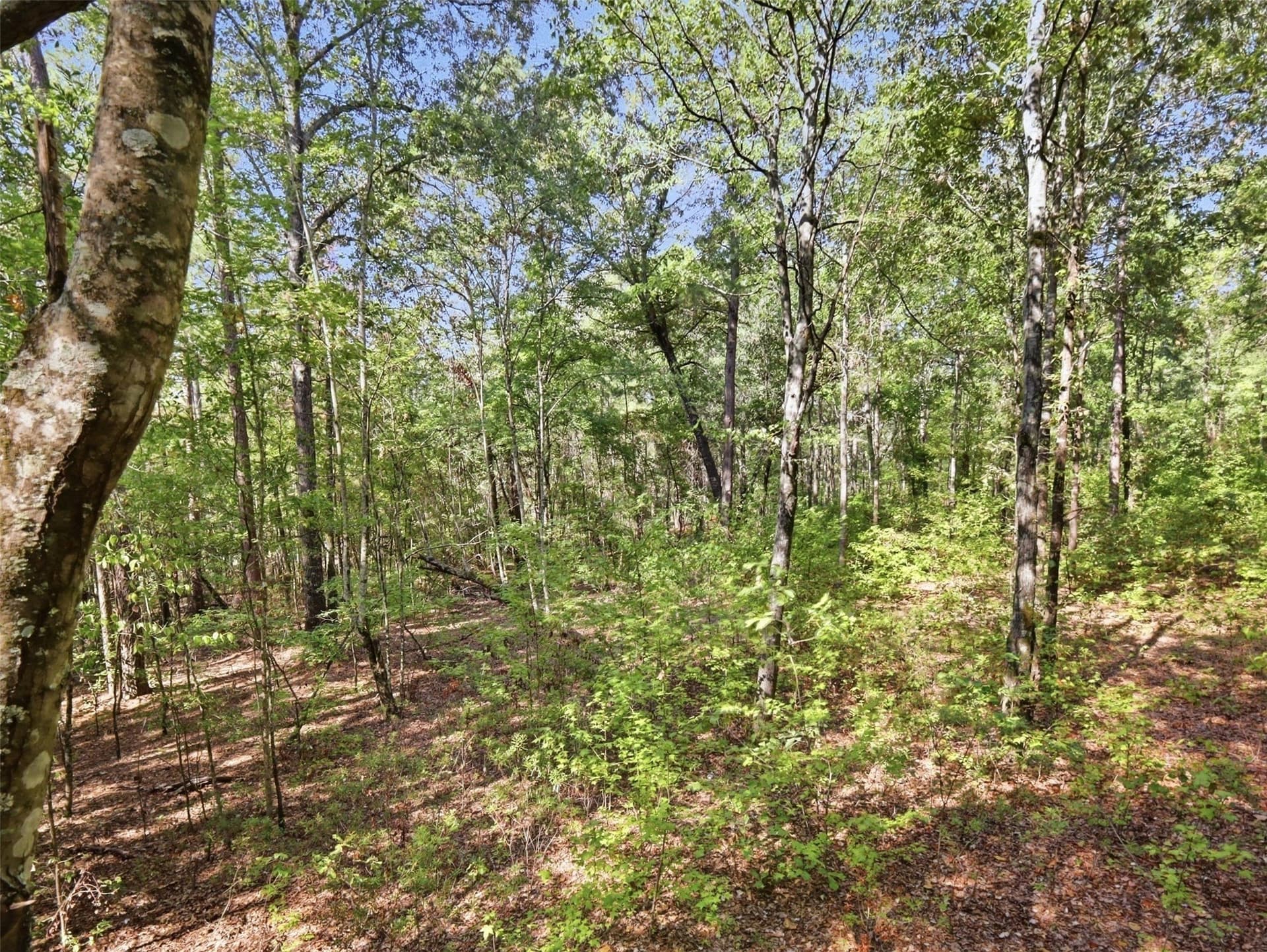 11.78 acres in Wood County - photo 18