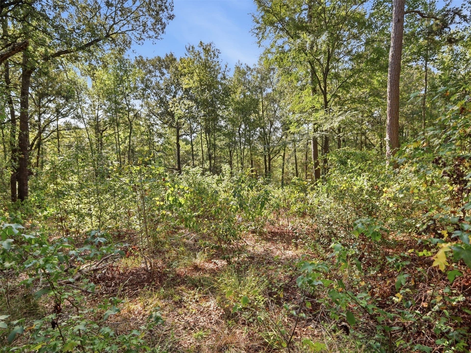 11.78 acres in Wood County - photo 14