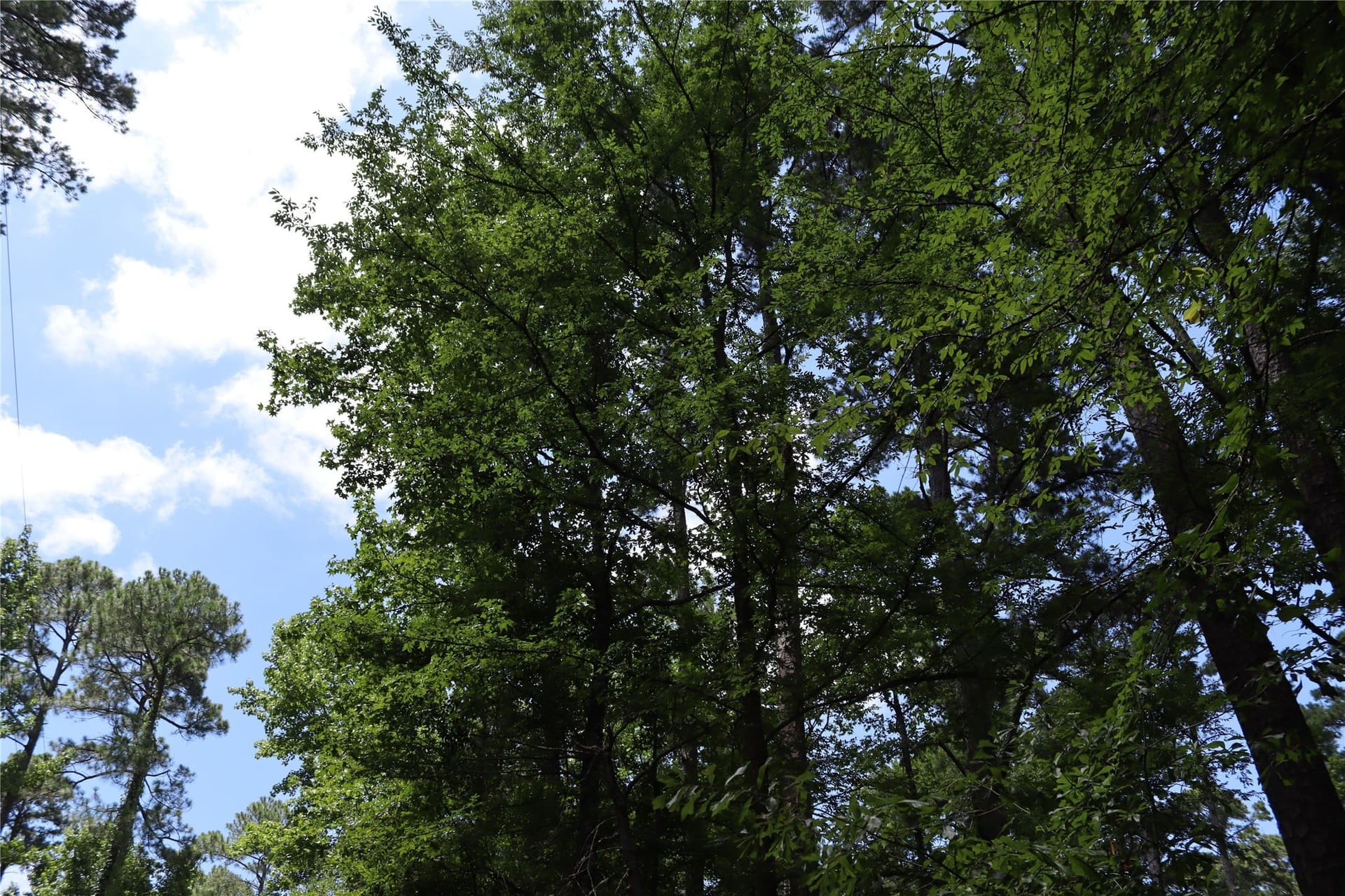 2.18 acres in Wood County - photo 6