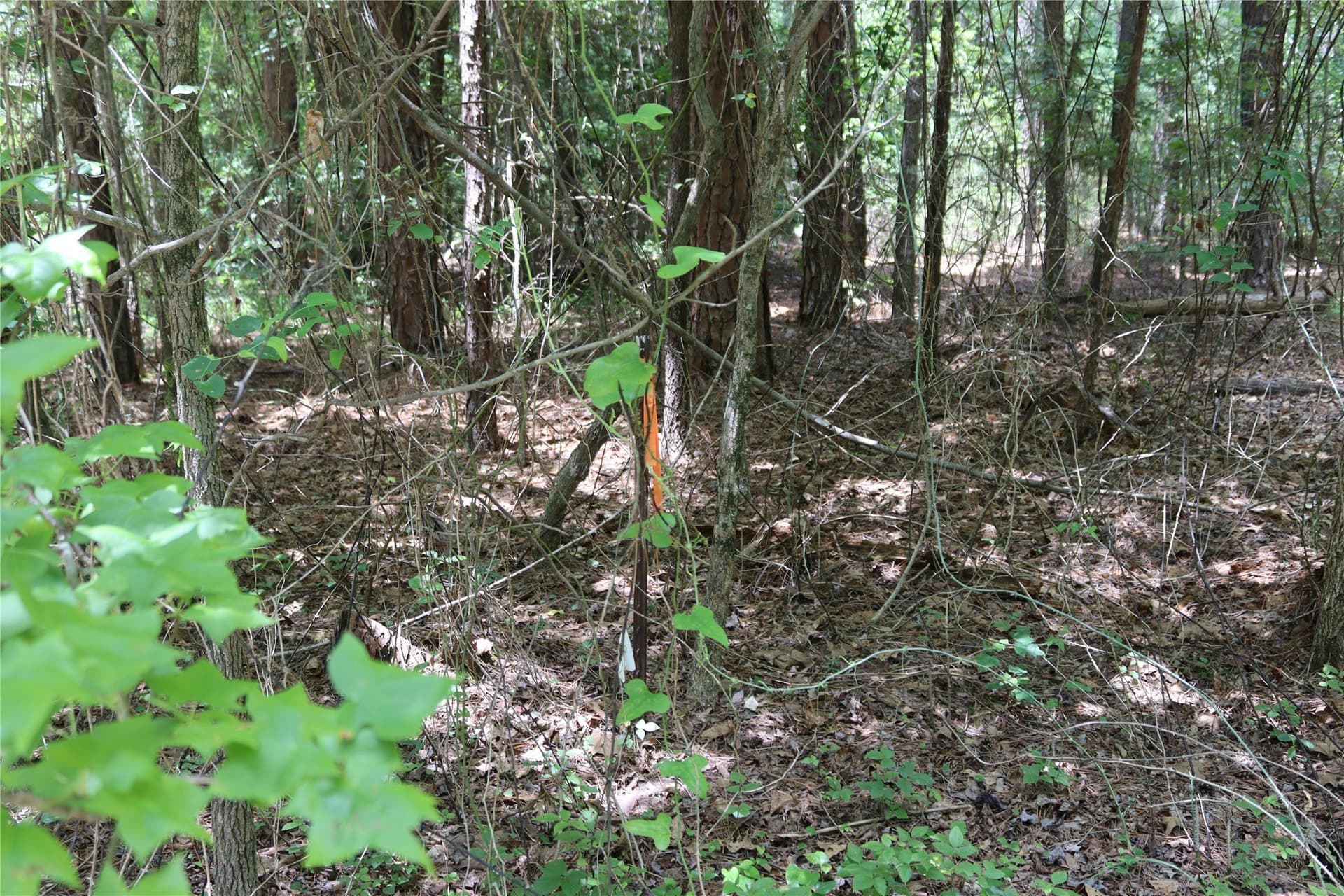 2.18 acres in Wood County - photo 8