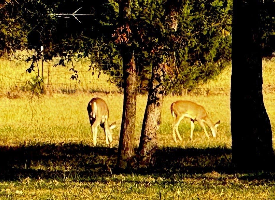 41.2 acres in Van Zandt County